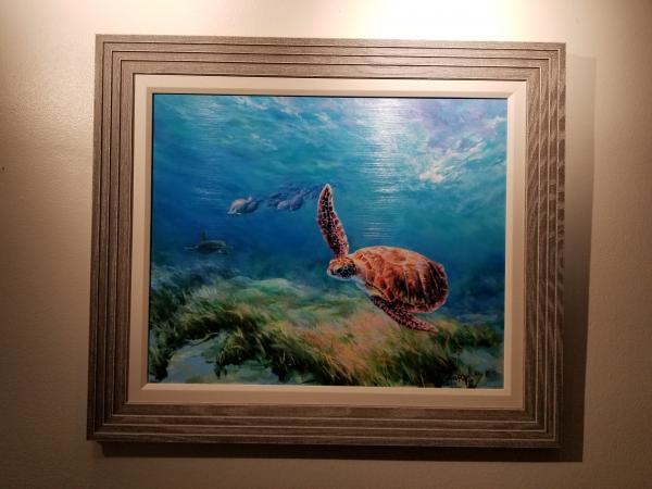 Hawksbill travels picture