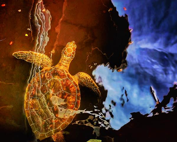 Loggerhead in Flight