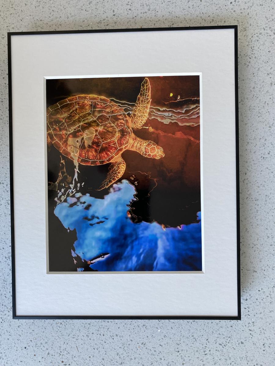 Loggerhead in Flight picture