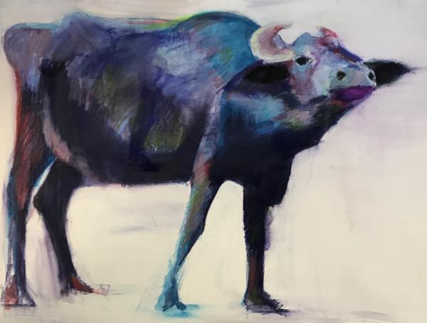 Blue ox picture