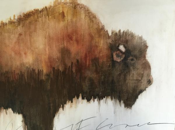 Bison picture