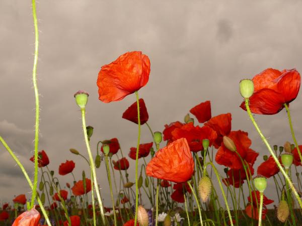 Poppies