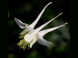 Columbine Pendant picture