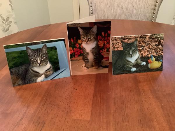 Cat’s Rule Greeting Cards picture