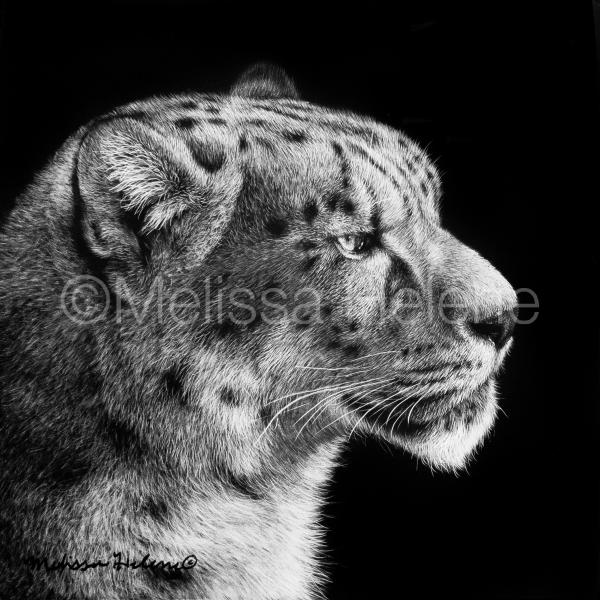 Snow Leopard picture