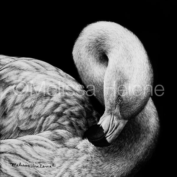 Flamingo