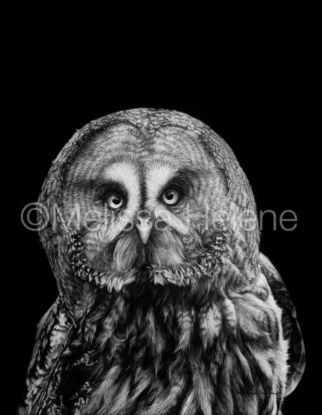 Great Grey Owl picture