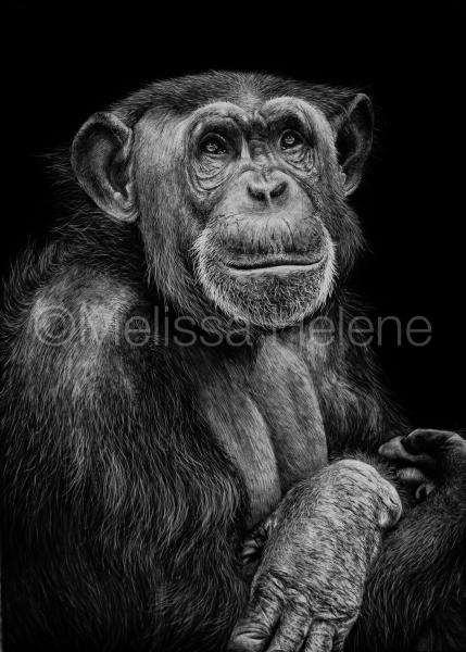 Chimpanzee picture