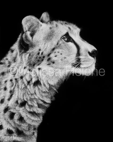 Cheetah picture