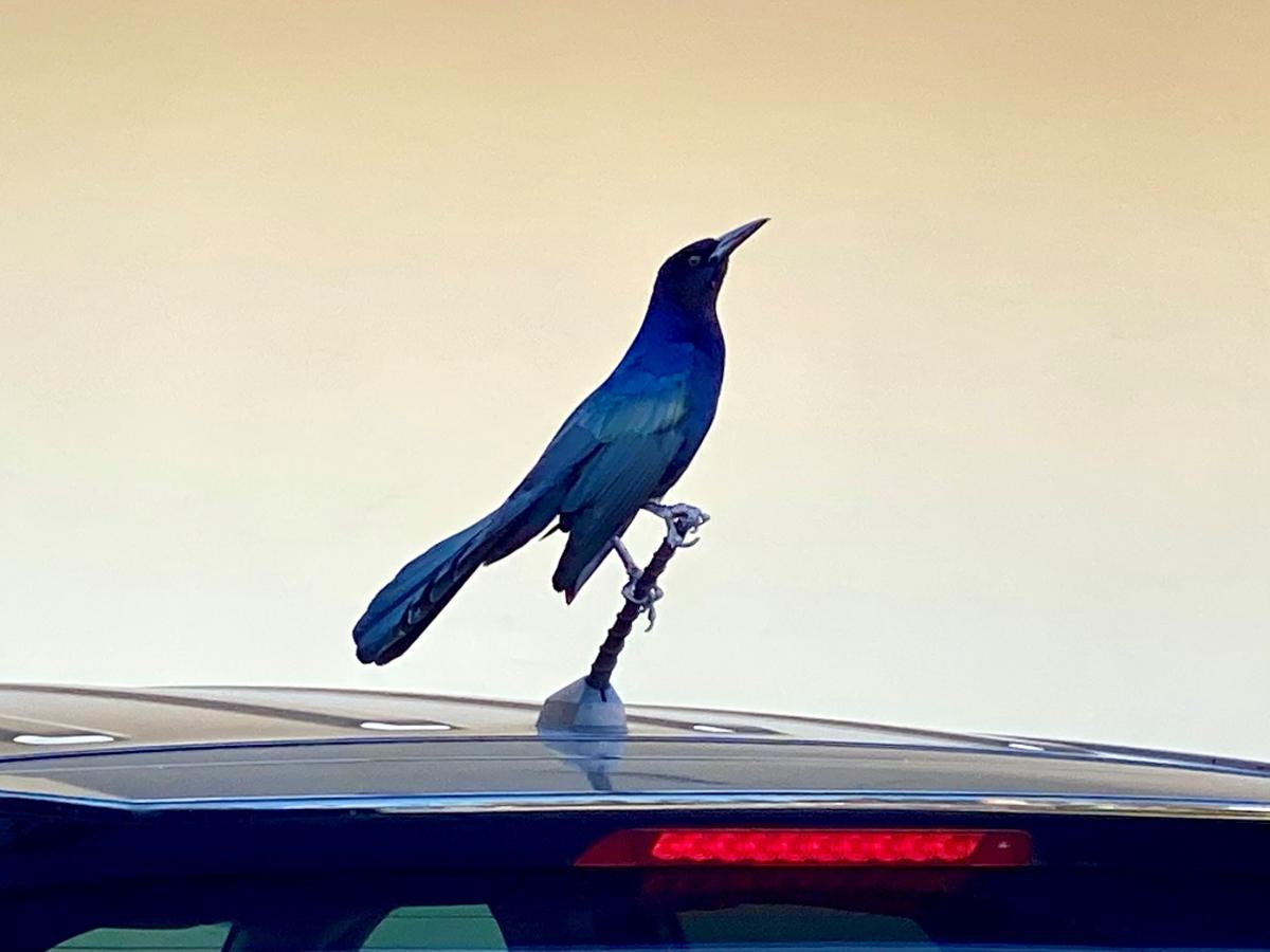 BIG CITY NIGHT picture