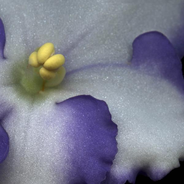 Creation - African Violet