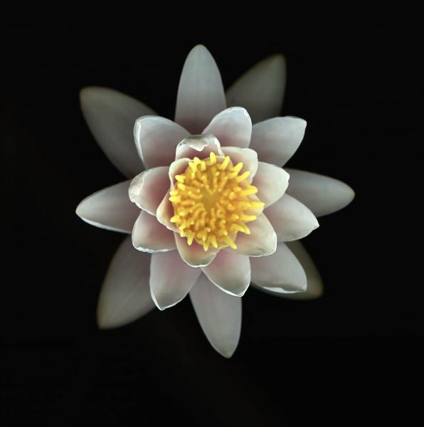 The Jewel in the Lotus picture