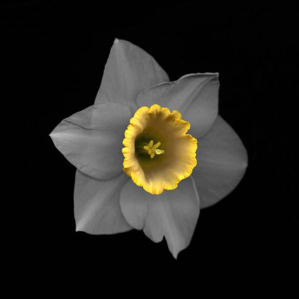 Daffodil picture