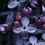 Lilacs