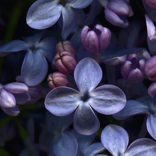 Lilacs picture