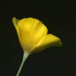 California Poppy II