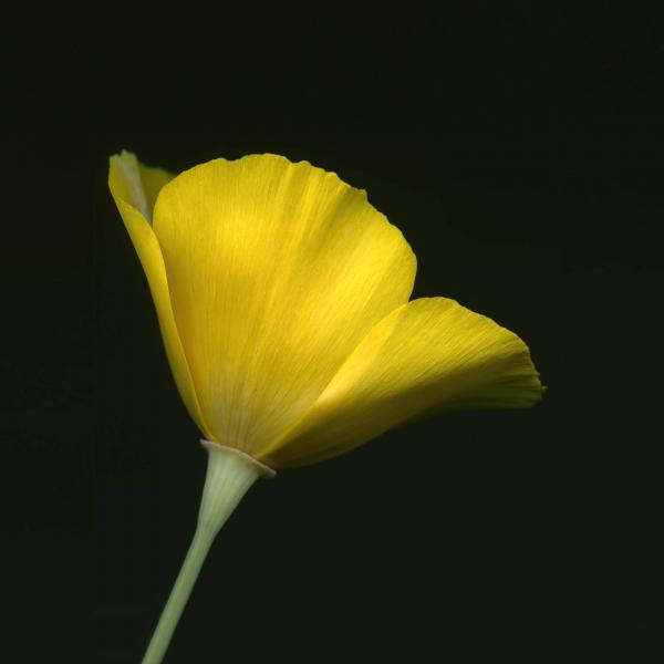 California Poppy II picture