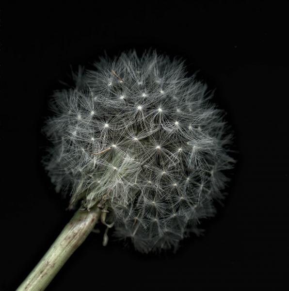 Dandelion picture