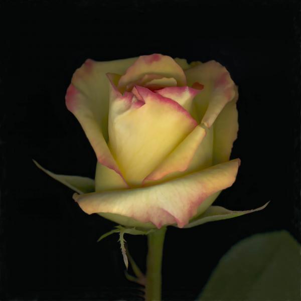 Single Yellow Rose picture