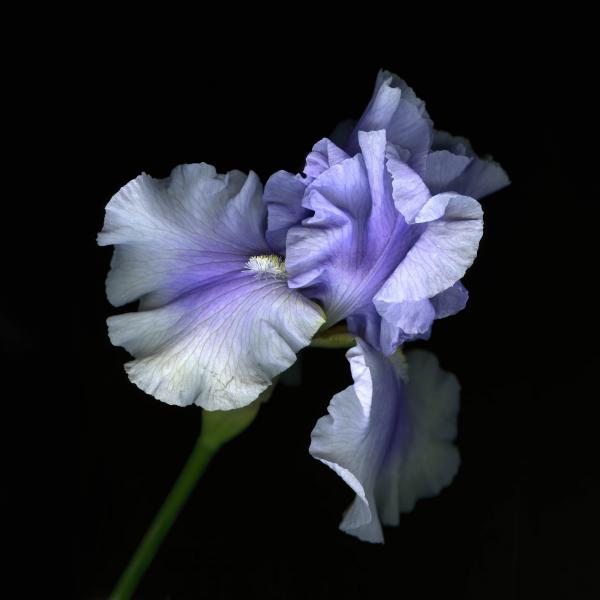 Lavender Iris picture