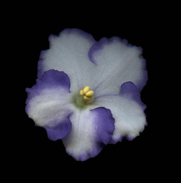 African Violet picture