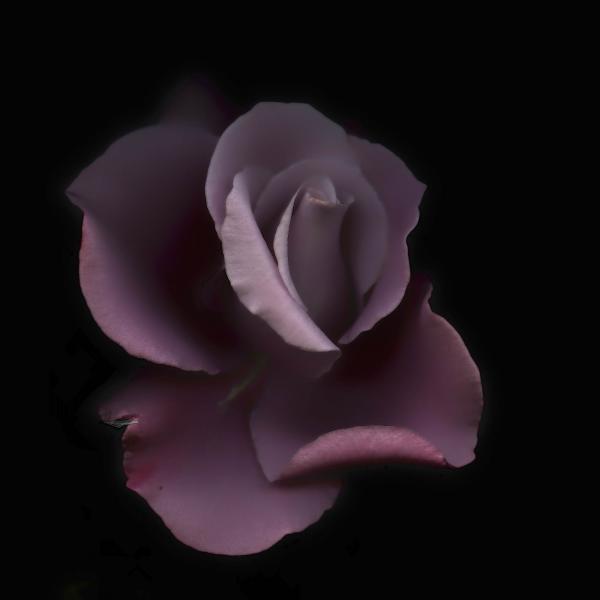 Sterling Rose Lavender