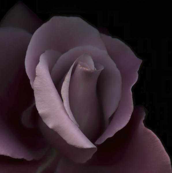 Sterling Rose Lavender closeup