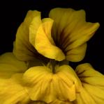 Golden Nasturtium