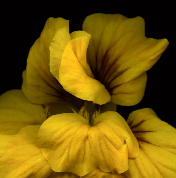 Golden Nasturtium picture