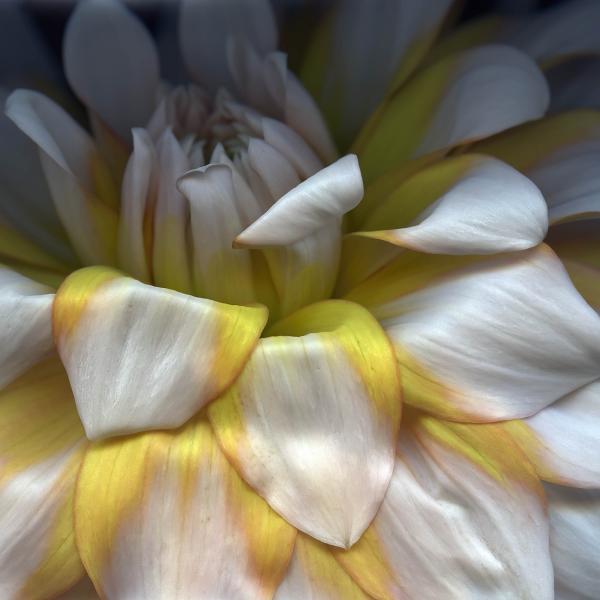 Dahlia Cascade picture