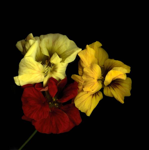 Summer Nasturtiums picture