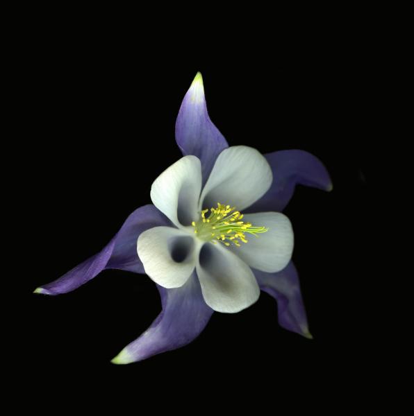 Dancing Columbine picture