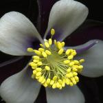 Columbine (Granny's Bonnet)