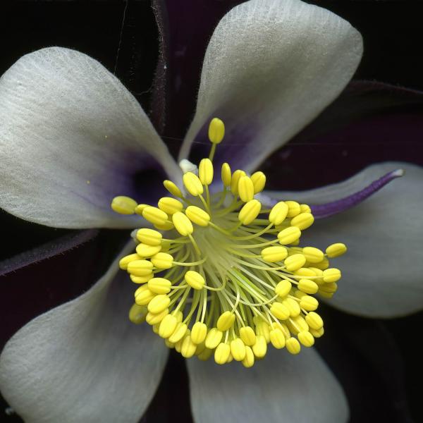 Columbine (Granny's Bonnet) picture