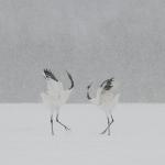 Cranes Dance