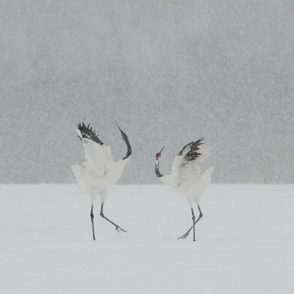 Cranes Dance