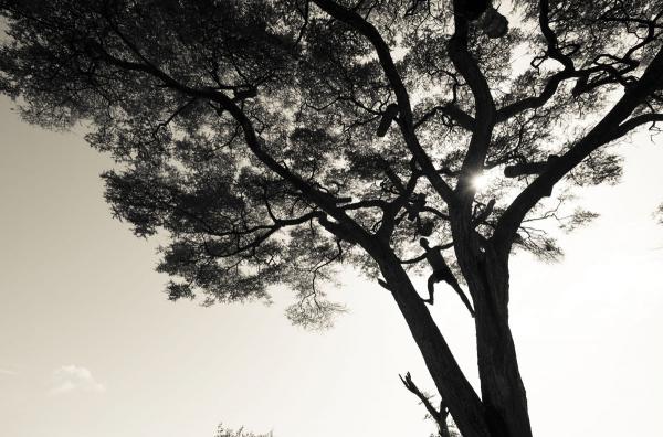 Boy in a Tree picture