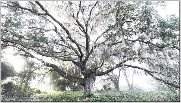 Silver Oak picture