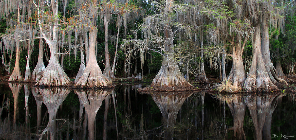 Cypress Reflect picture