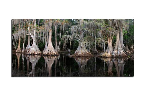 Cypress Reflect picture