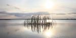 Cattails in the Breeze