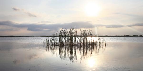 Cattails in the Breeze picture