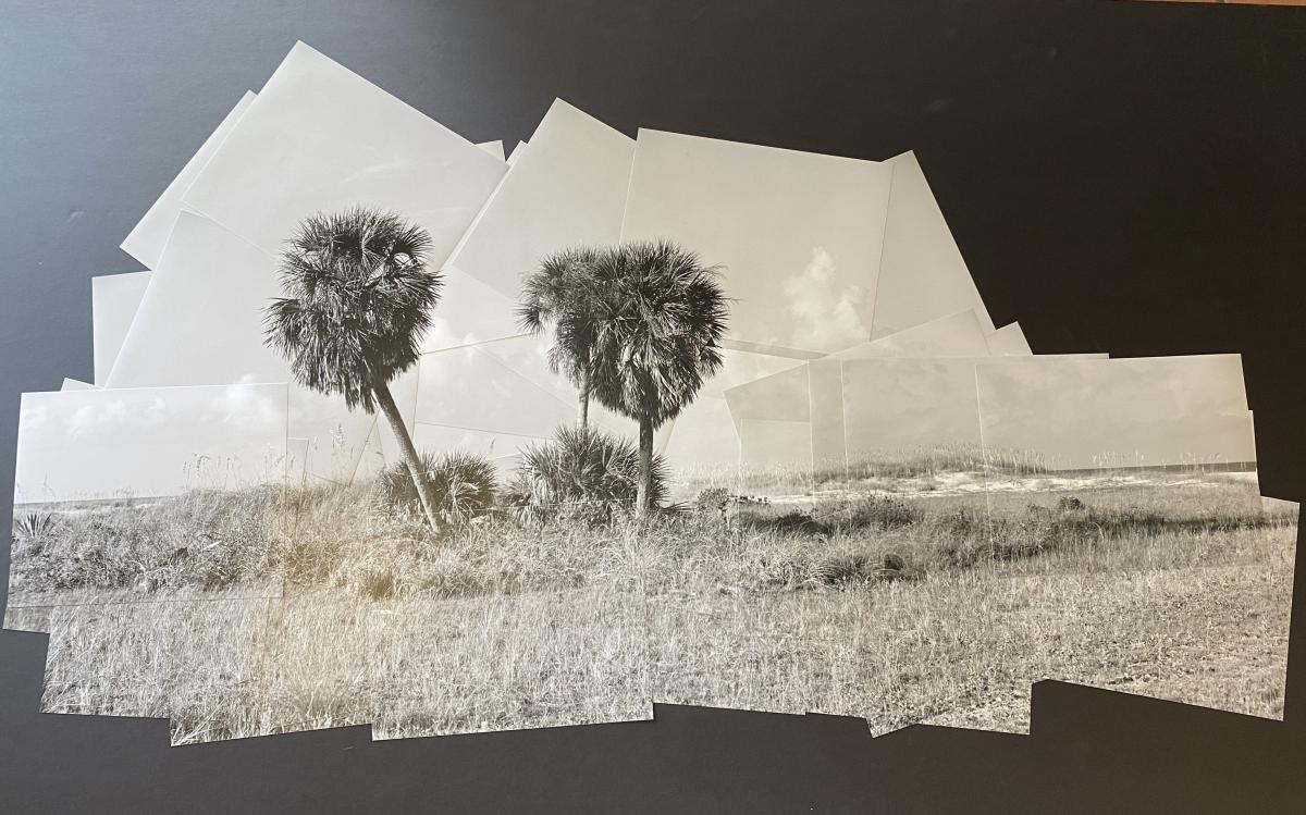 Sabal Palms II picture