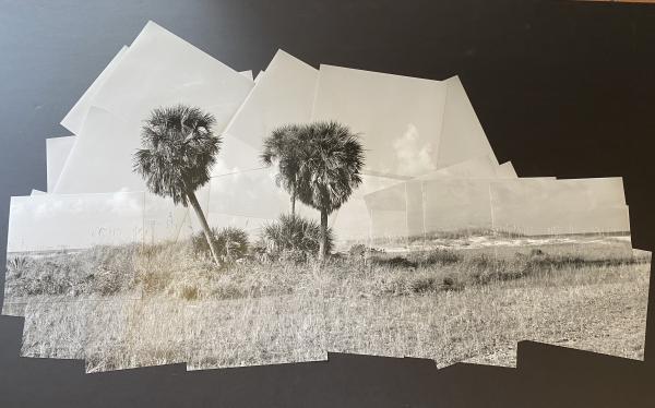 Sabal Palms II picture