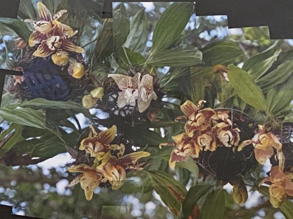 Stanhopea orchids picture