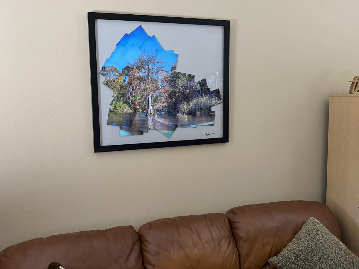 Lone Cypress at Weeki Wachee picture