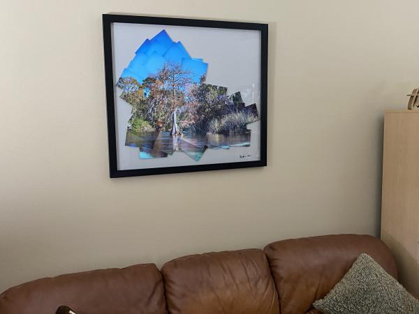 Lone Cypress at Weeki Wachee picture