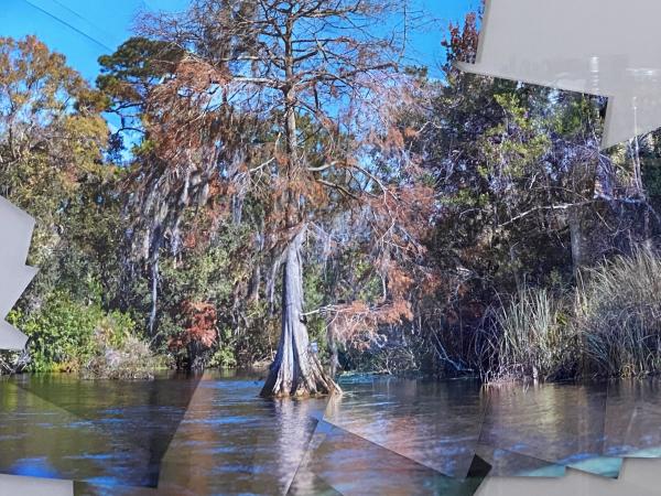 Lone Cypress at Weeki Wachee picture