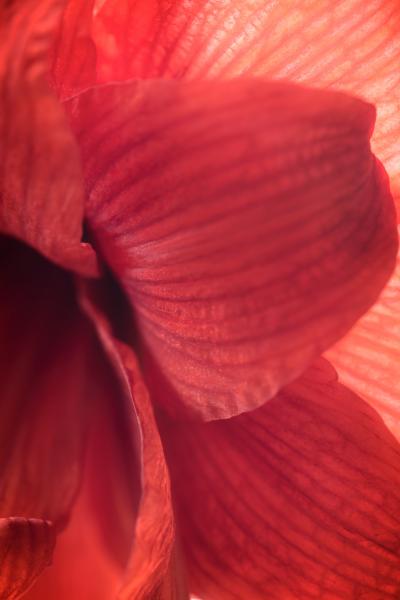 Amaryllis