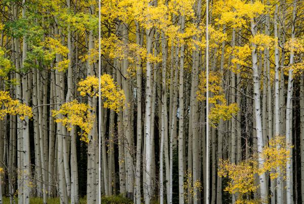 Fall Symphony Triptych picture